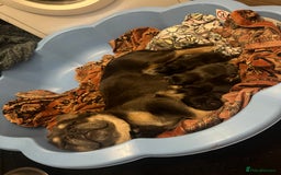 French Bulldog dogs for sale: Isabella&tan Merle carrying fluffy maybe pink - Image 12