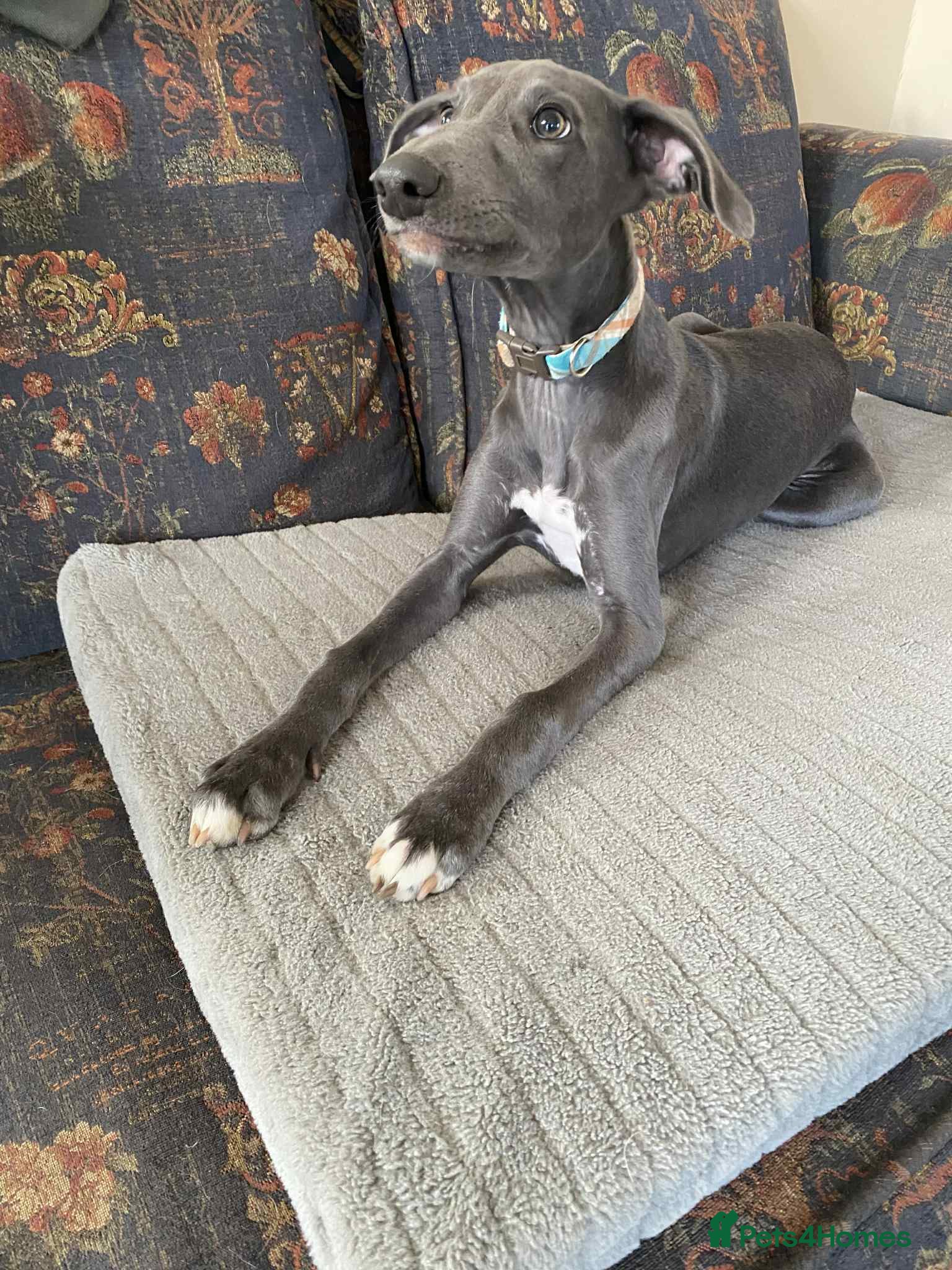 Mixed Breed dogs Beautiful Saluki x Whippet puppies - Advert 14