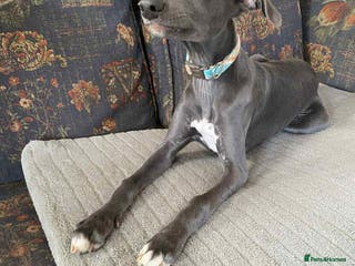 Mixed Breed dogs Beautiful Saluki x Whippet puppies - Advert 14