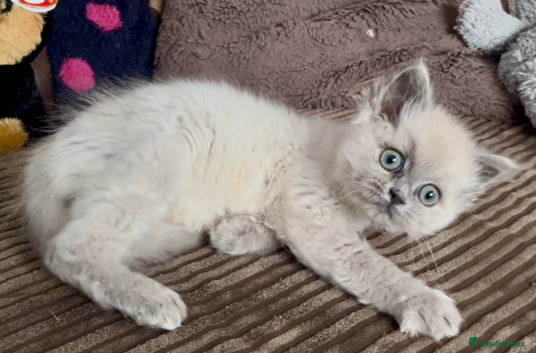 Mixed Breed cats for sale: Stunning female Persian x ragdoll - Advert 4