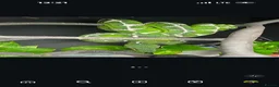 Snake reptiles for sale: Green tree pythons and Boas  - Advert 7