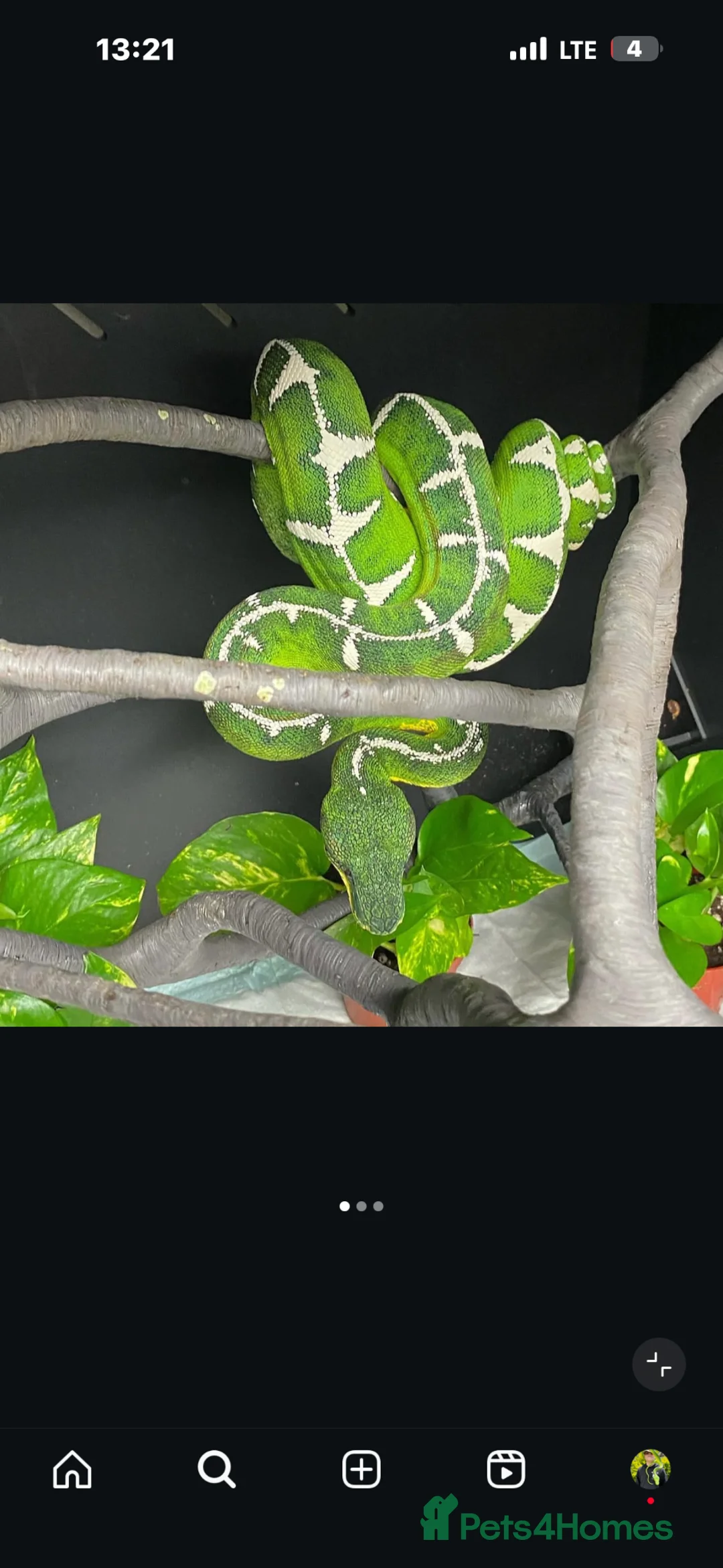 Snake reptiles for sale: Green tree pythons and Boas  - Advert 7