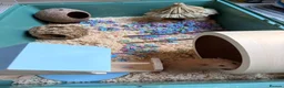 Hamster rodents for sale: 1-Year-Old Syrian Hamster + Full Setup (Rehoming) in Pudsey - Advert 3