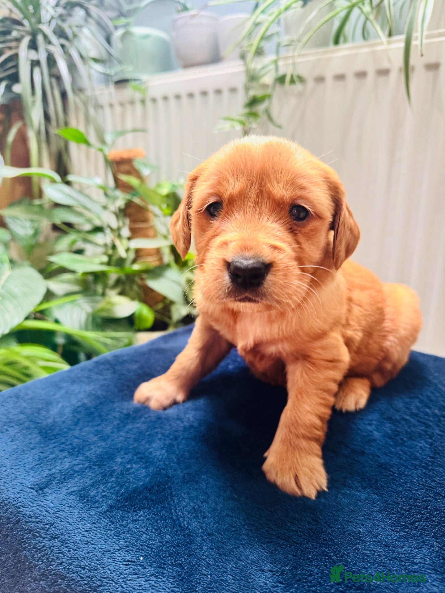 Golden Retriever dogs FOX RED KC  GOLDEN RETRIEVERS HEATH TESTED  - Advert 1