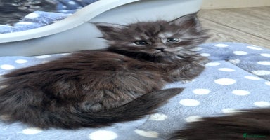 Maine Coon cats Pedigree Smoke Russian Line Mainecoons - Advert 5