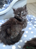 Maine Coon cats Pedigree Smoke Russian Line Mainecoons - Advert 5