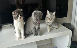 Scottish Fold cats for sale: Scottish fold kittens  - Image 11