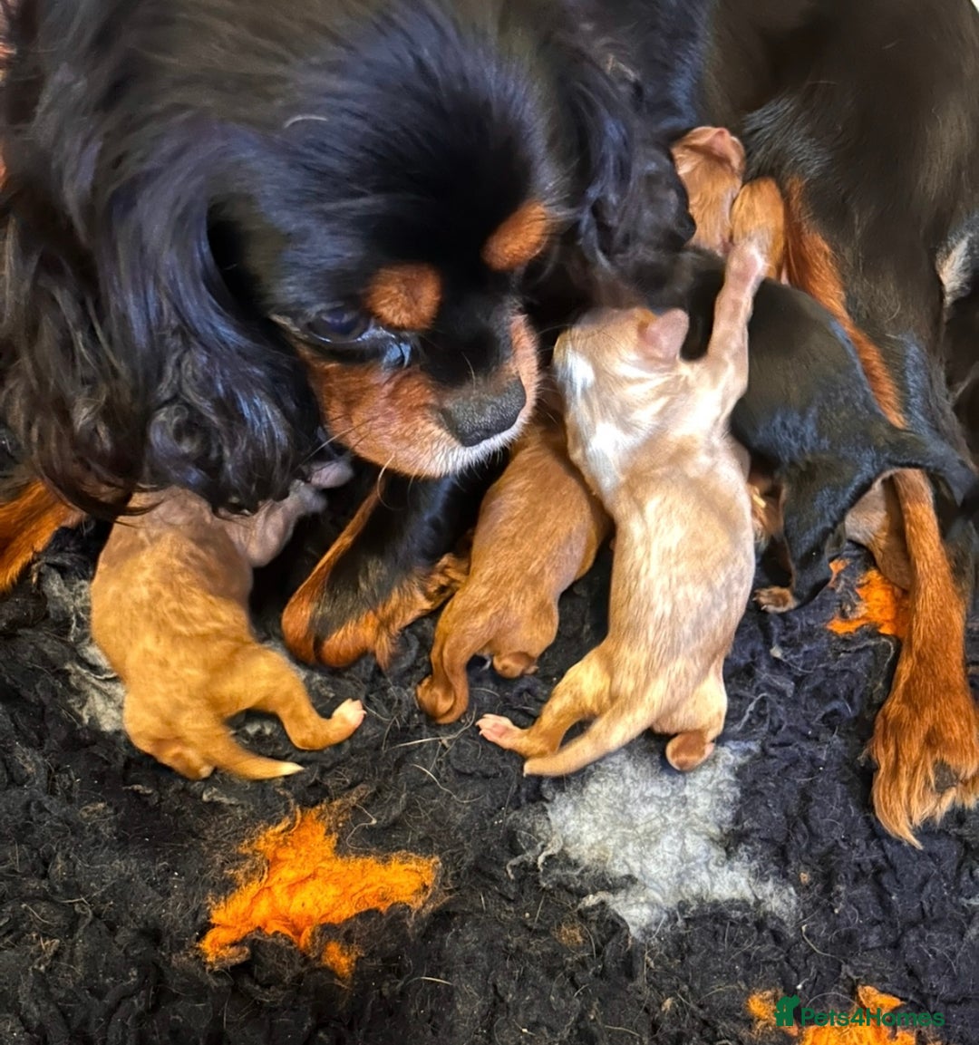 Cavapoo dogs for sale: Gorgeous F1 Cavapoo pups, health tested 🐾 - Advert 9