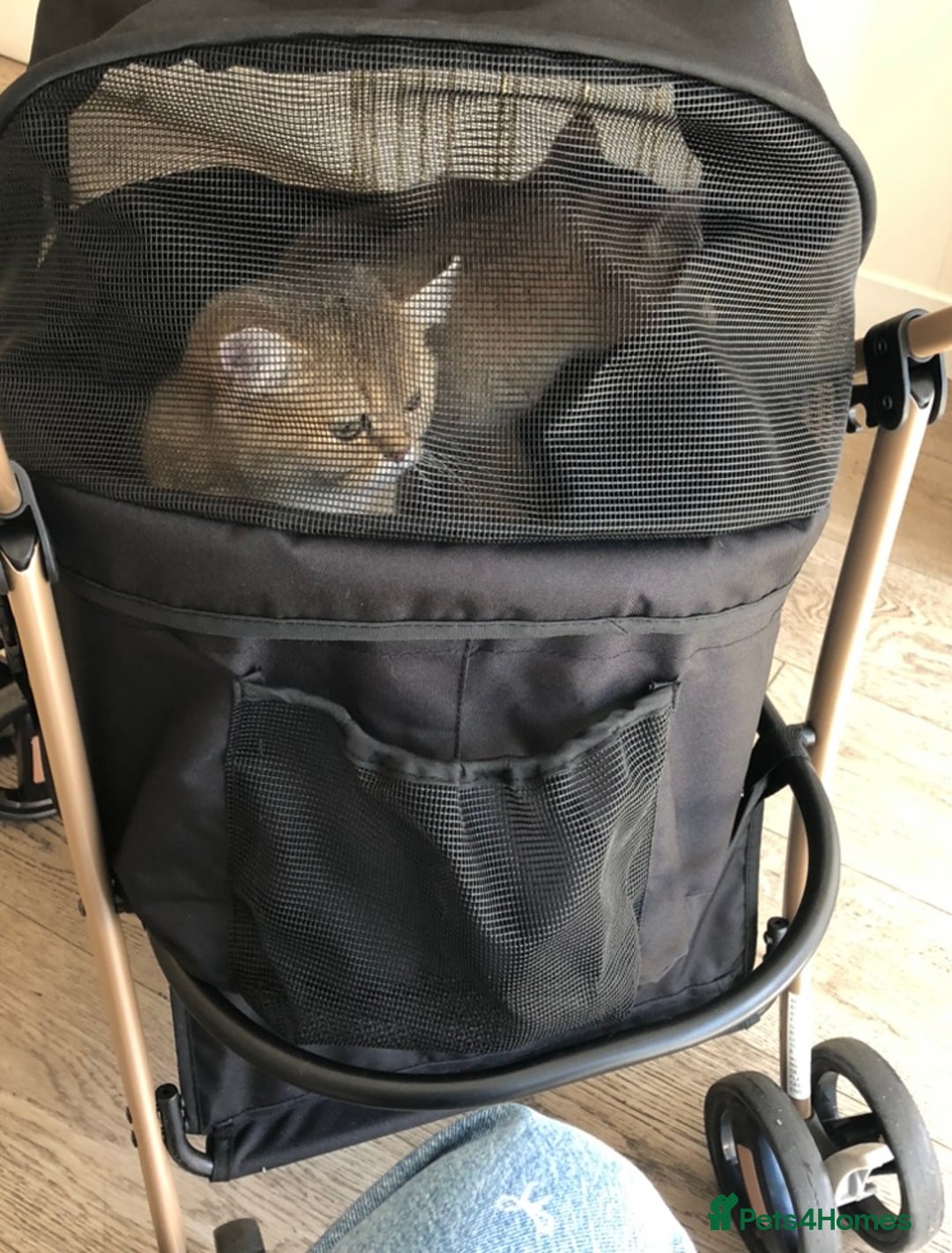 British Shorthair cats for sale: GOlD BRITISH SHORTHAIR KITTENS FOR SALE - Image 10