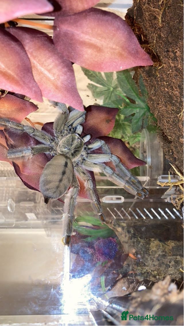 Tarantulas invertebrates Trinidad chevron mature female - Advert 1