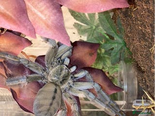 Tarantulas invertebrates Trinidad chevron mature female - Advert 11