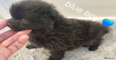 Pomeranian dogs - Advert 33