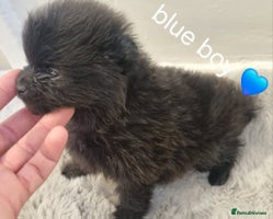 Pomeranian dogs - Advert 2