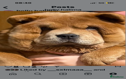 Chow Chow dogs for sale: Beautiful chow chow  - Image 3
