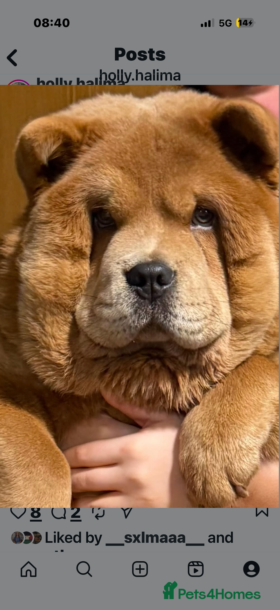 Chow Chow dogs for sale: Beautiful chow chow  - Image 3