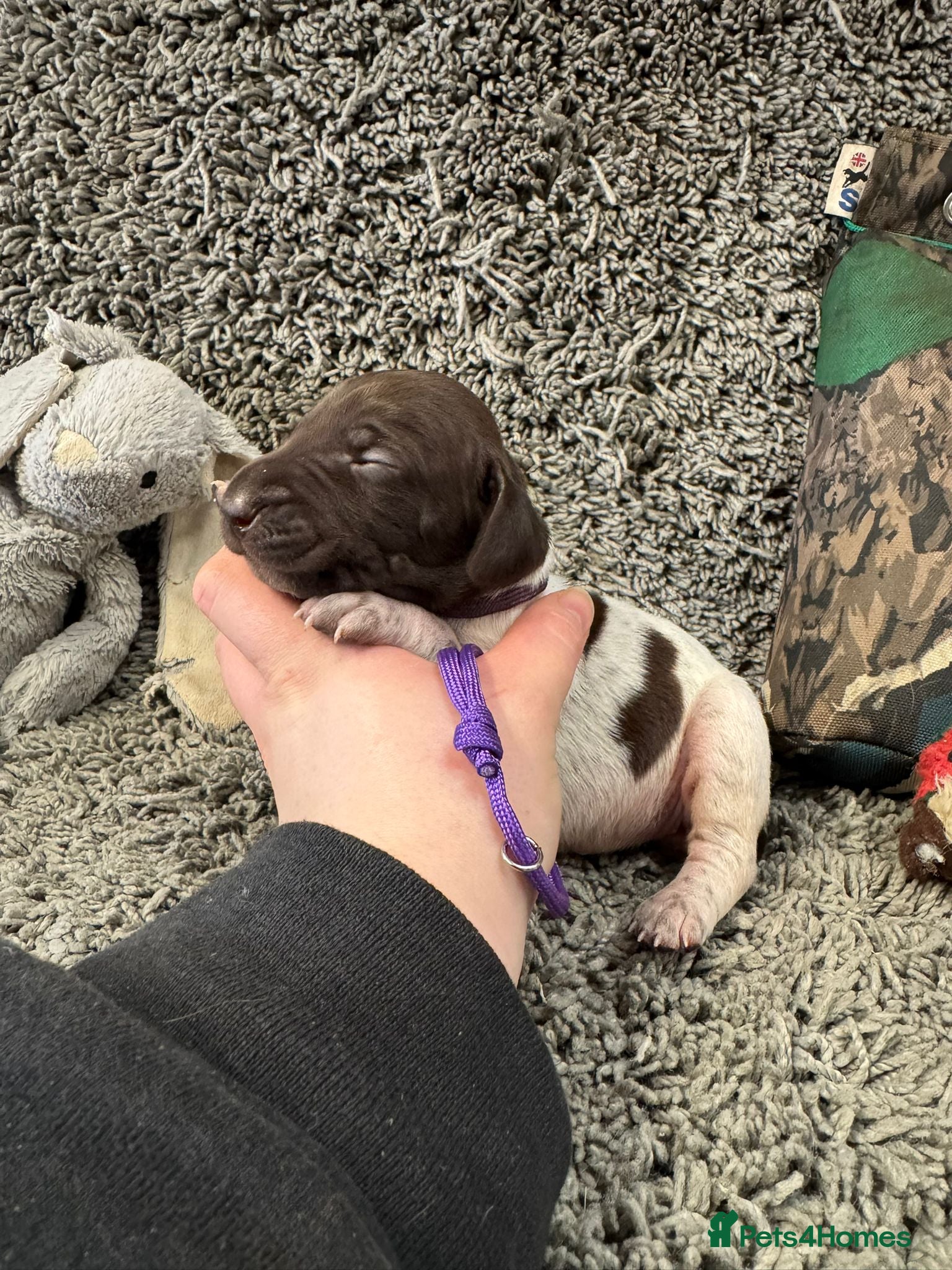 German Shorthaired Pointer dogs Gorgeous Green Short Haired Pups - Serbian Blood - Advert 17