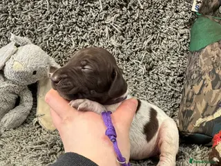 German Shorthaired Pointer dogs Gorgeous Green Short Haired Pups - Serbian Blood - Advert 17