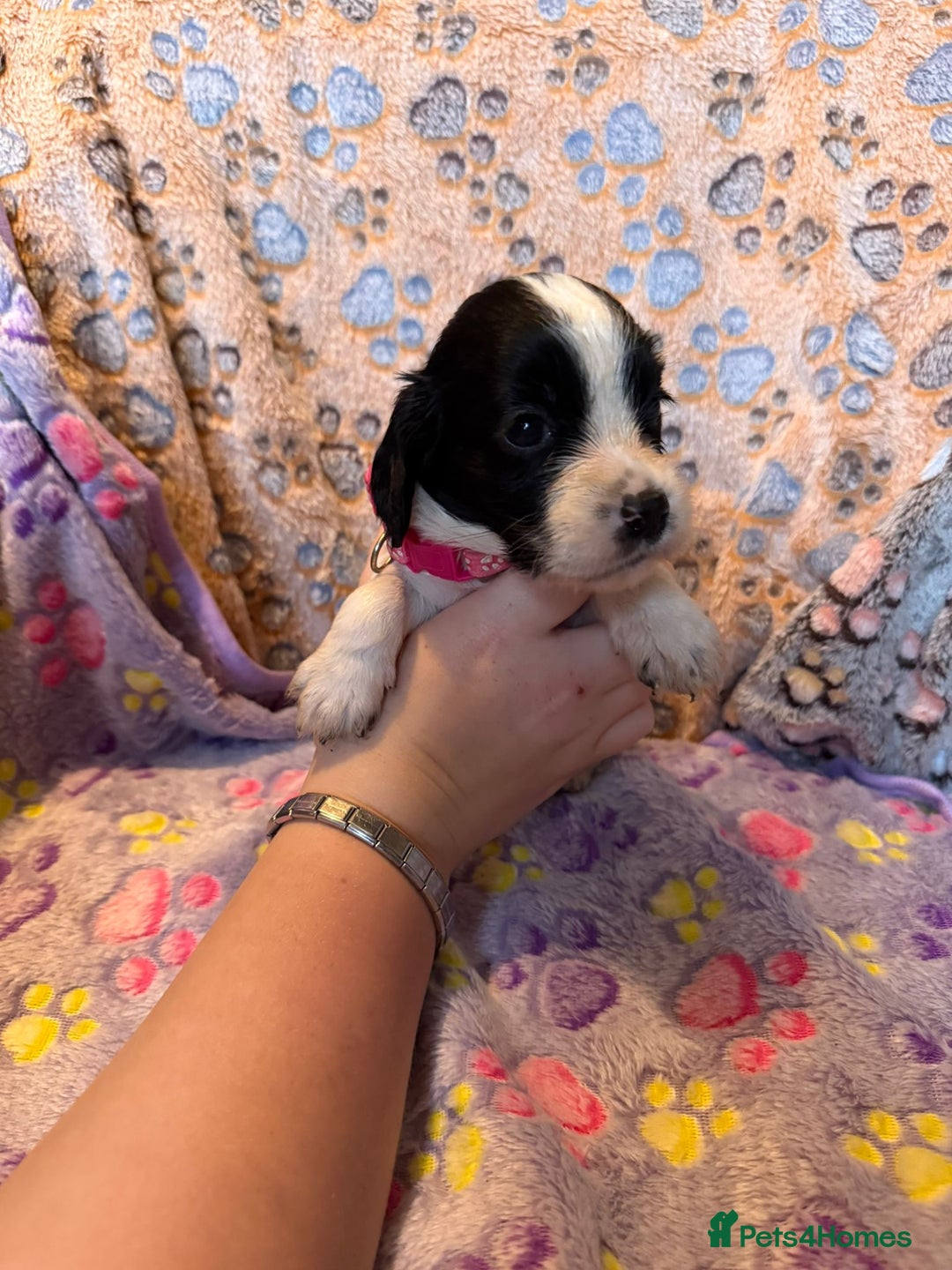 Cocker Spaniel dogs for sale: COCKER SPANIEL LITTER OF 9 IN SCARBOROUGH  - Image 21