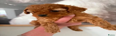 Cavapoo 1