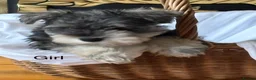 Miniature Schnauzer dogs for sale: MINIATURE SCHNAUZER PUPPIES READY NOW TO LEAVE  - Advert 13