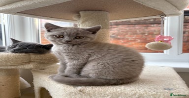 British Shorthair cats - Advert 13