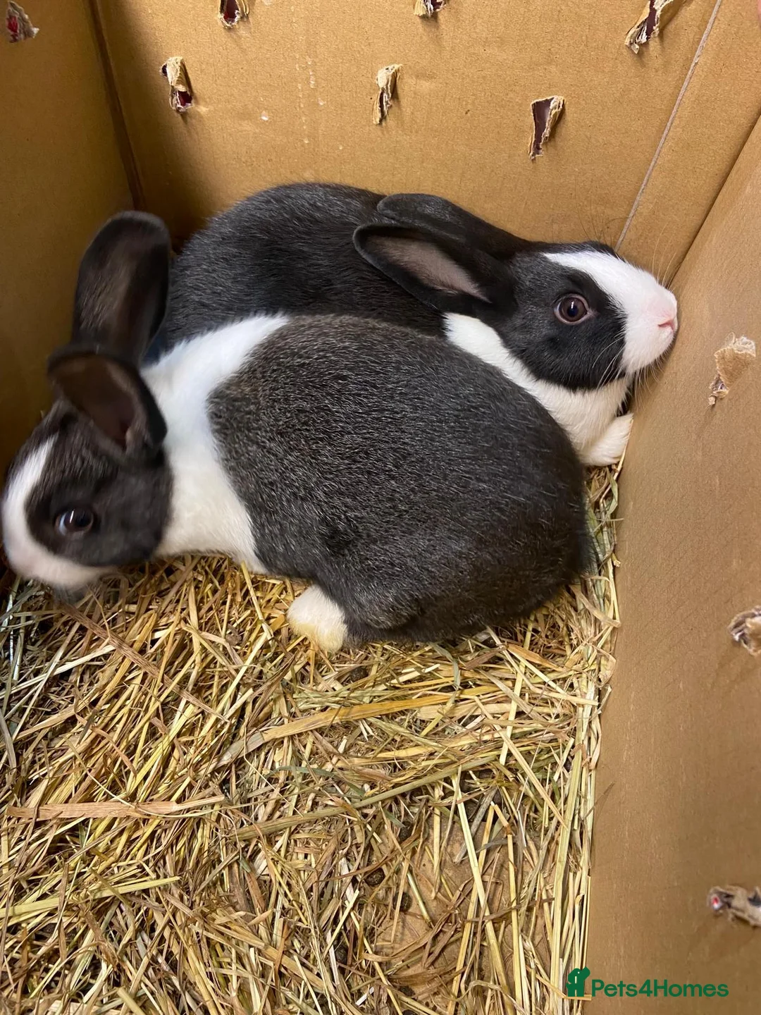 Dutch rabbits for sale: Dutch rabbits in Morecambe - Advert 2