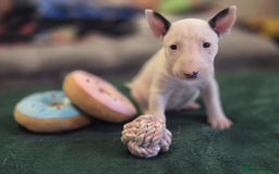English Bull Terrier dogs for sale: Ready to leave now 7 English Bullterrier puppys - Image 4