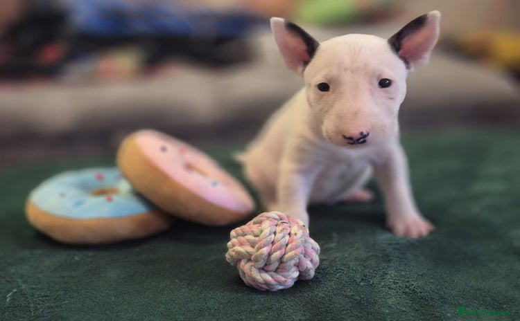 English Bull Terrier dogs - Advert 3