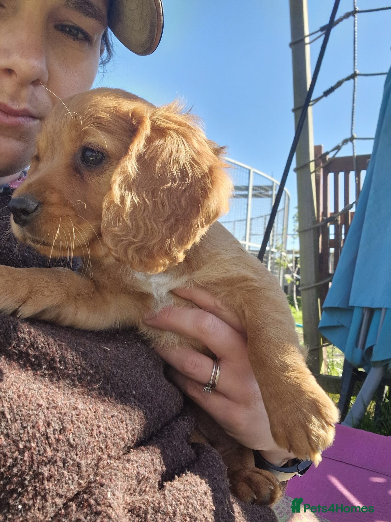 Cocker Spaniel dogs for sale: Legally docked cockers  - Advert 1