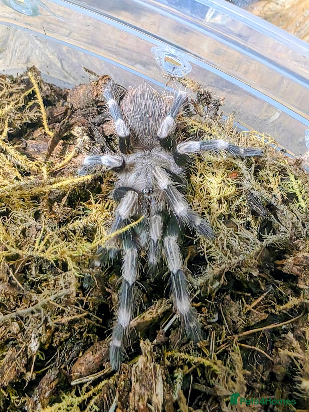 Tarantulas invertebrates for sale: Nhandu Chromatus Tarantula - Advert 5