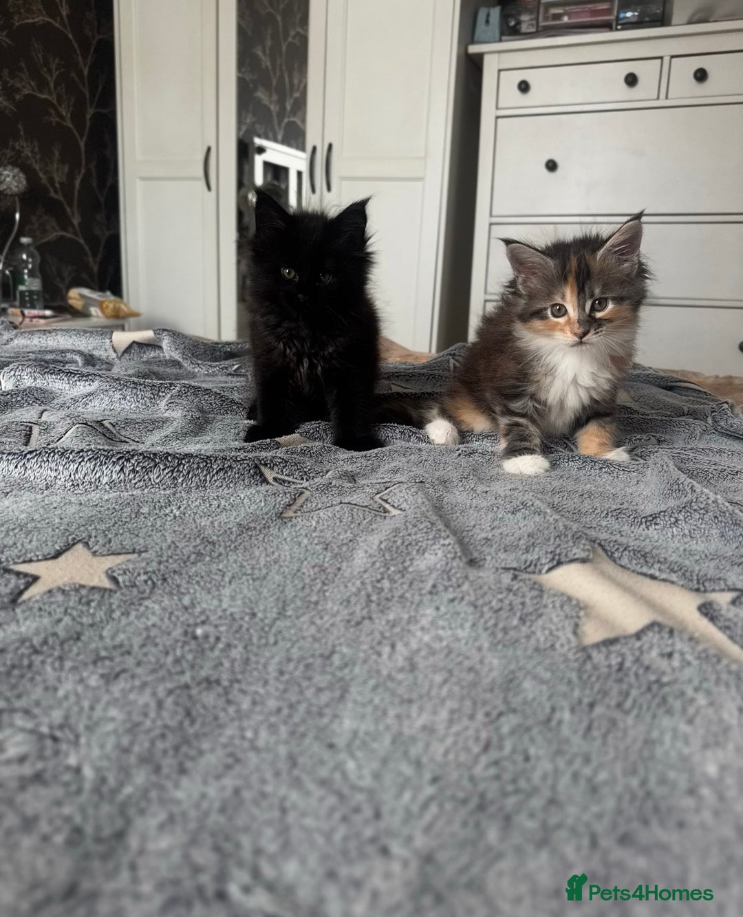 Maine Coon cats for sale: 1 BLACK SMOKE BOY 1 TORTIE GIRL MAINE COON KITTENS - Image 5