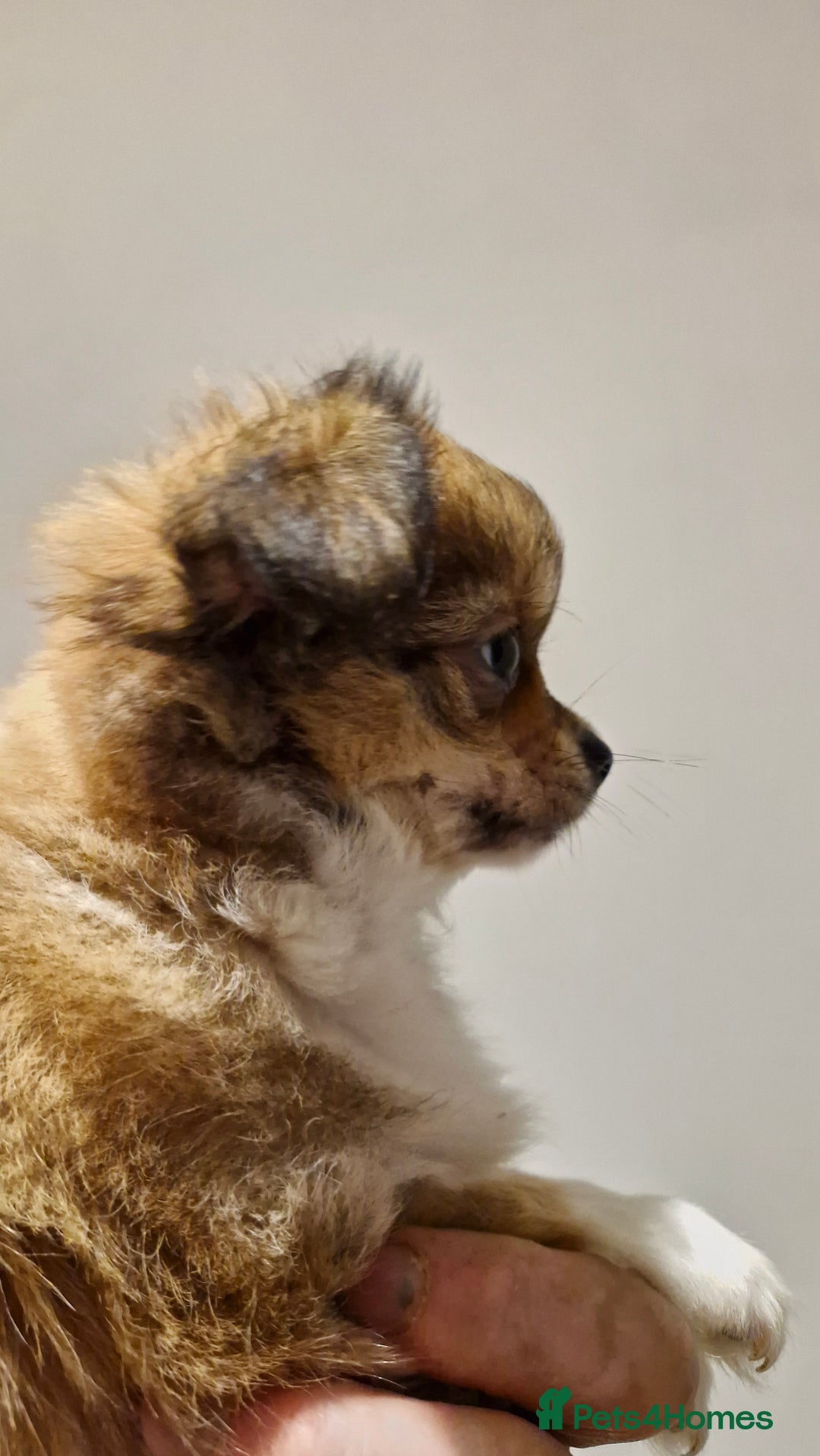 Chihuahua dogs for sale: 🐶READY TO LEAVE🐶 LAST ONE Tiny Chihuahua Puppies - Advert 33