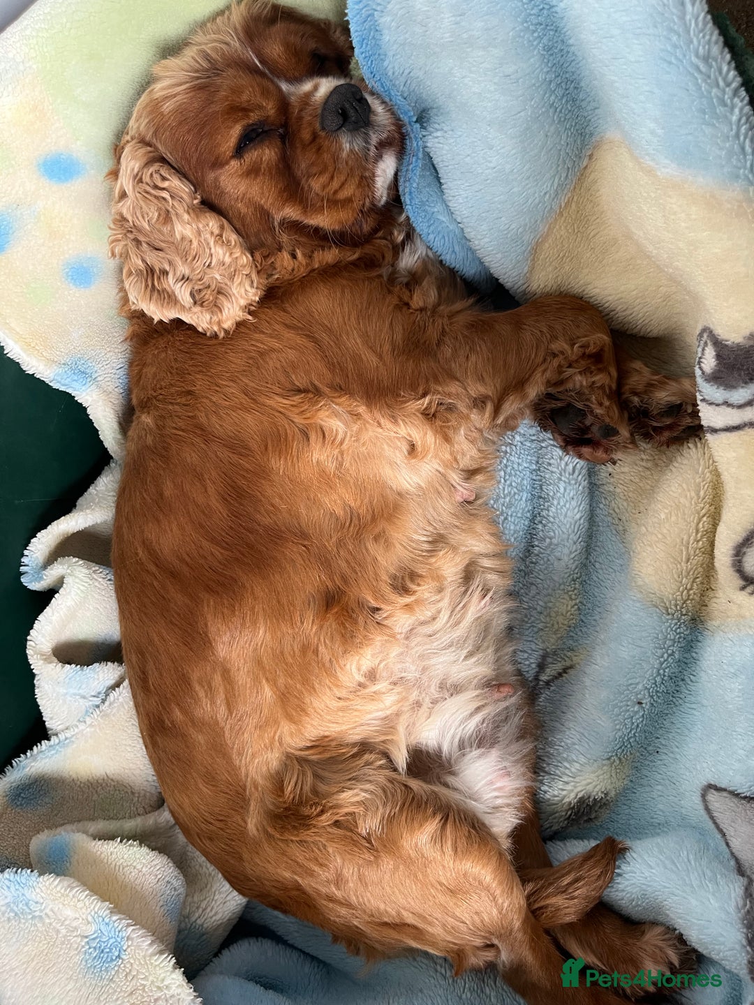 Cavalier King Charles Spaniel dogs for sale: Cavalier King Charles puppy’s  - Advert 26