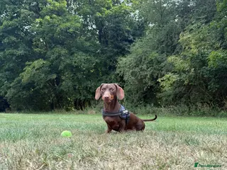 Miniature Dachshund dogs Male miniature dachshund for stud! 🤎 - Advert 11