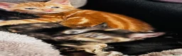 Mixed Breed cats for sale: 5 very pretty and beautiful kittnes - Advert 30