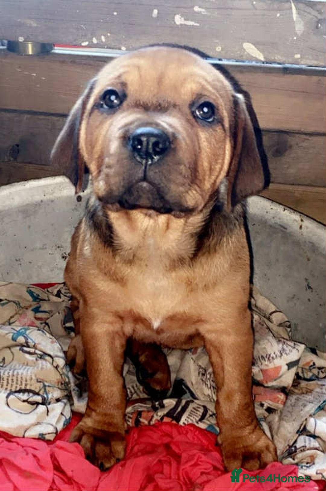 Dogue De Bordeaux dogs for sale: Beautiful female dogua puppy  - Advert 3