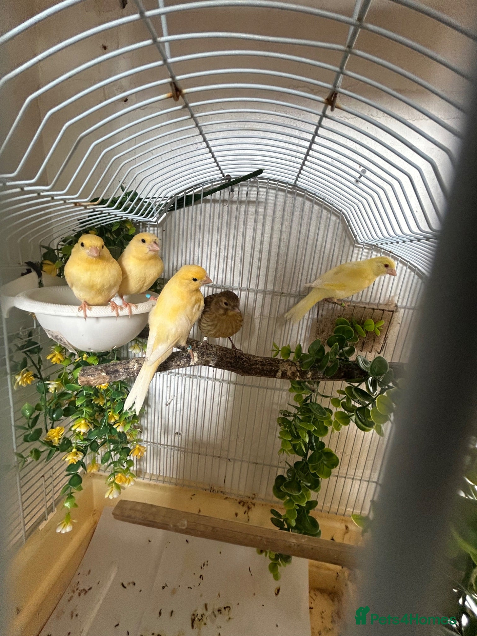 Canaries birds Canerys for sale  - Advert 2