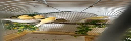 Canaries birds for sale: Canerys for sale  - Advert 1