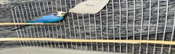 Budgerigars birds for sale: Male Budgie  in Bracknell - Advert 2