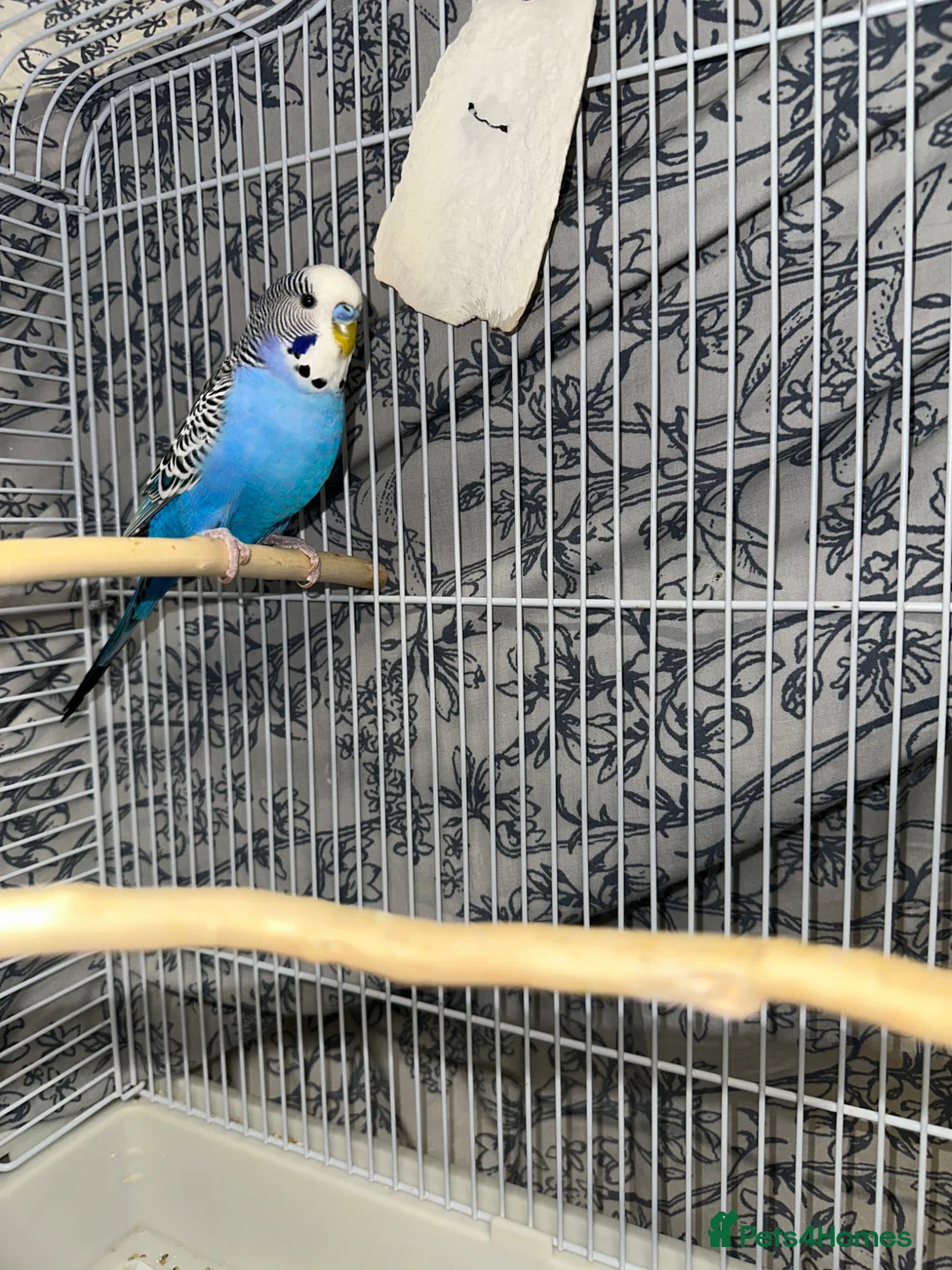 Budgerigars birds for sale: Male Budgie  in Bracknell - Advert 2