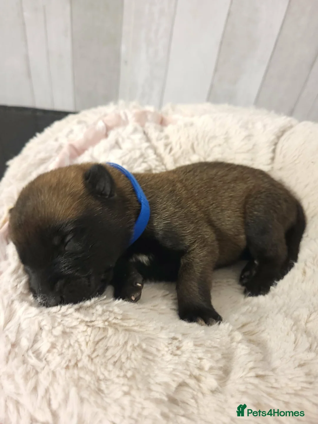 Belgian Shepherd Dog dogs for sale: Top quality Malinois puppies protectioning line - Advert 3