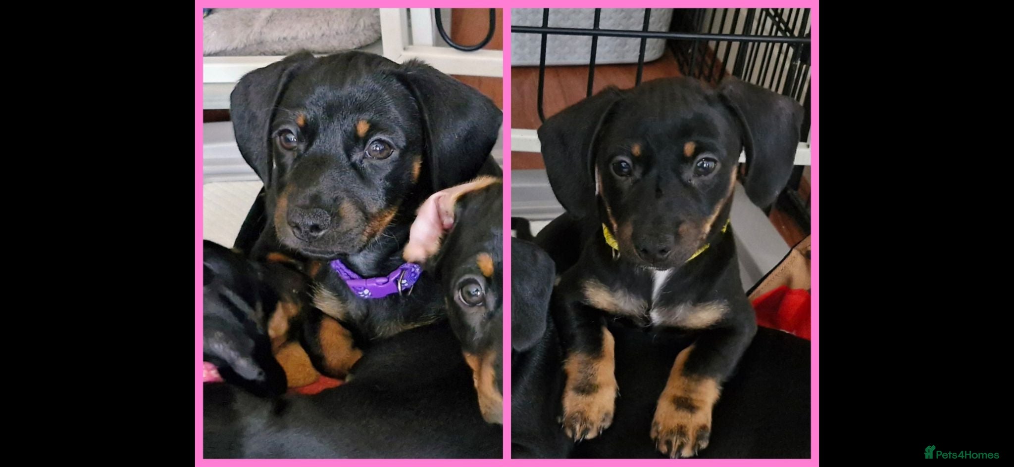 Dachshund dogs READY TO LEAVE 2 Dachsund Puppies (2 Girls) - Advert 20