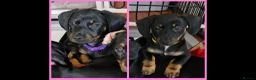 Dachshund dogs for sale: READY TO LEAVE 1 Dachsund Puppy (1 Girl) - Advert 1