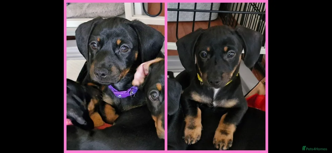 Dachshund dogs for sale: READY TO LEAVE 1 Dachsund Puppy (1 Girl) - Advert 1