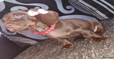 Miniature Dachshund dogs - Advert 10