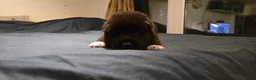 Huskita dogs for sale: Akita with 6% husky (Huskita) - Advert 21