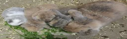 Mini Lop rabbits for sale: Beautiful Pure Bred Mini Lop rabbits - Advert 13