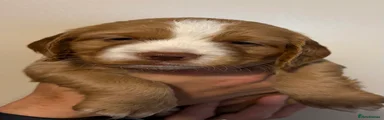 Cocker Spaniel 6