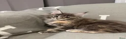 Maine Coon cats for sale: ❤️❤️ONLY ONE LEFT❤️❤️ Maine Coon Kittens for sale - Advert 10