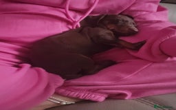Miniature Dachshund dogs for sale: Galaxy Chocolate: Your Sweetest Adventure Awaits! - Image 9
